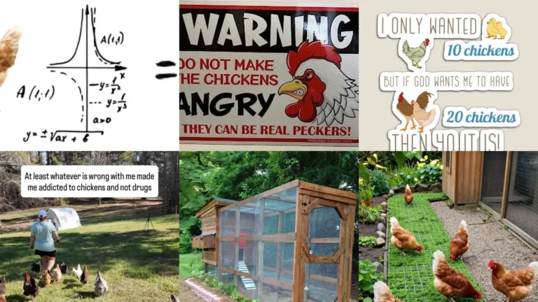 13+ Hilarious Chicken Math Humor Ideas That Crack You Up
