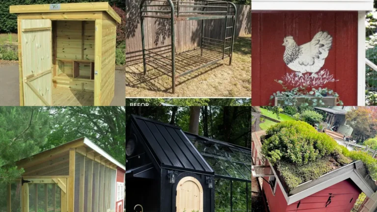 18+ Genius Chicken Shed Ideas That Transform Your Yard