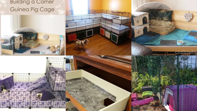 20+ Guinea Pig Cage Ideas That’ll Make Yours Jealous