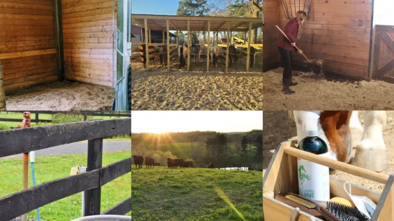 18+ Genius Morning Barn Routine Ideas That Save Hours